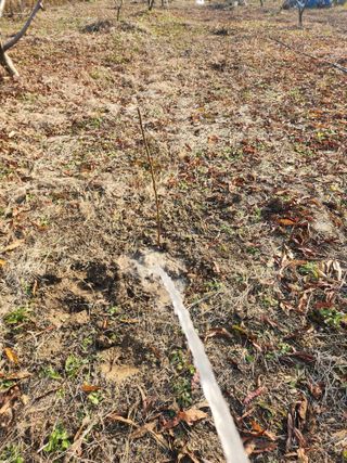 박병한님의 복숭아 · 영농일지 작성글 사진