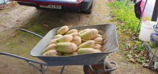 박상중님의 배추 · 영농일지 작성글 사진