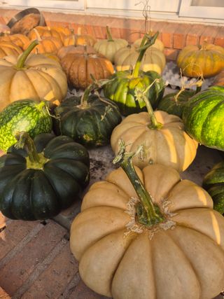 참깨10143님의 기타작물 · 영농일지 작성글 사진