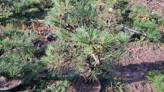 이정운님의 기타작물 · 영농일지 작성글 사진