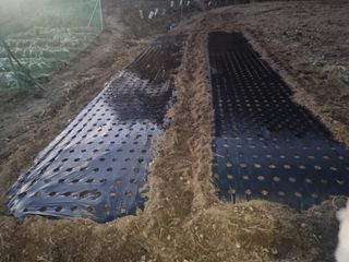 원인호님의 마늘 · 영농일지 작성글 사진