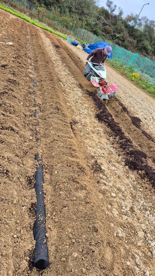 김한수님의 블루베리 · 영농일지 작성글 사진