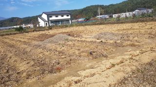 최춘득 청대산 님의 두릅 · 영농일지 작성글 사진