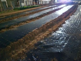 뚜벅이님의 기타작물 · 영농일지 작성글 사진