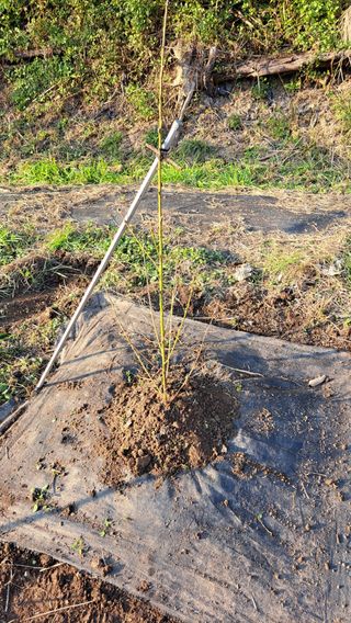 주윤발이님의 복숭아 · 영농일지 작성글 사진