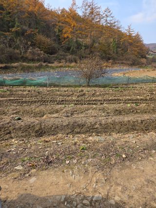 신호진님의 콩 · 영농일지 작성글 사진