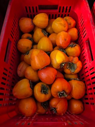 상주백수농원 님의 감 · 영농일지 작성글 사진