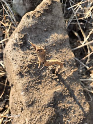 팜모닝회원 바이크농원님의 기타작물 · 영농일지 작성글 사진