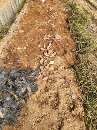 최병우님의 콩 · 영농일지 작성글 사진