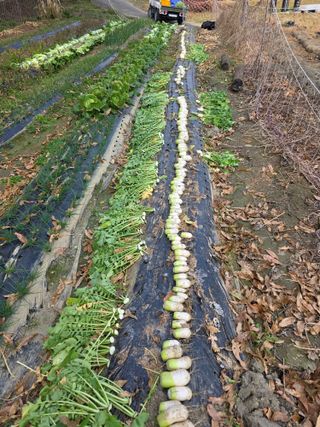 행운아님의 기타작물 · 영농일지 작성글 사진