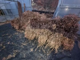 원인호님의 마늘 · 영농일지 작성글 사진