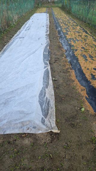 가야산아래촌농님의 기타작물 · 영농일지 작성글 사진