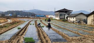 조성현님의 양파 · 영농일지 작성글 사진