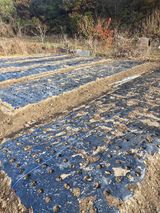 팜모닝 기타작물·영농일지 게시글 이미지