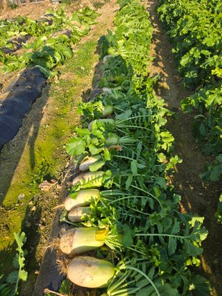 뚜벅이님의 기타작물 · 영농일지 작성글 사진