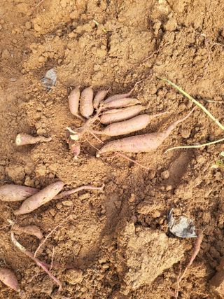 최병우님의 콩 · 영농일지 작성글 사진