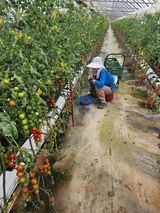 팜모닝 토마토·영농일지 게시글 이미지