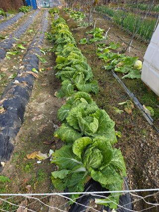 행운아님의 기타작물 · 영농일지 작성글 사진