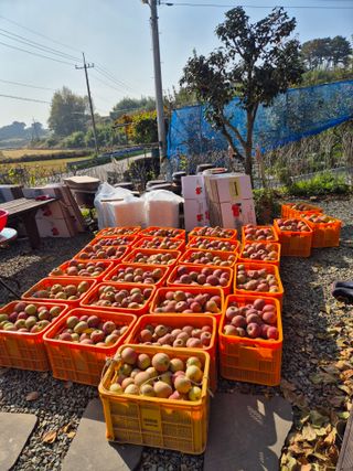 임성훈님의 사과 · 영농일지 작성글 사진