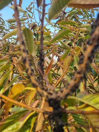 김용대님의 기타작물 · 영농일지 작성글 사진