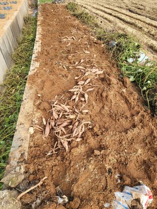 최병우님의 콩 · 영농일지 작성글 사진