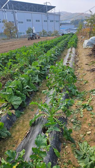이순정님의 기타작물 · 영농일지 작성글 사진