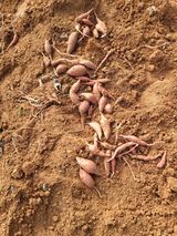 팜모닝 콩·영농일지 게시글 이미지