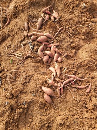 최병우님의 콩 · 영농일지 작성글 사진