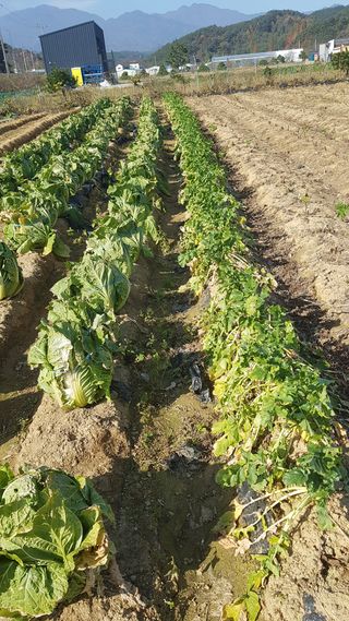 최춘득 청대산 님의 두릅 · 영농일지 작성글 사진