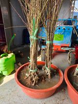 팜모닝 복숭아·영농일지 게시글 이미지