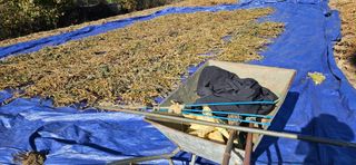 귀농인님의 콩 · 영농일지 작성글 사진