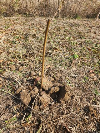 박병한님의 복숭아 · 영농일지 작성글 사진