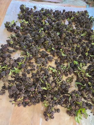 김재희님의 기타작물 · 영농일지 작성글 사진