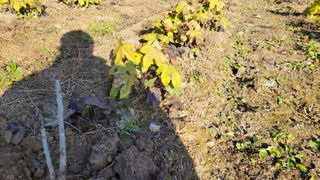 김홍중님의 두릅 · 영농일지 작성글 사진