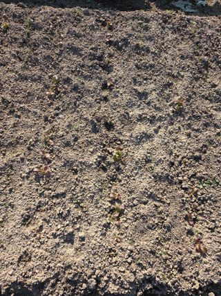 김재희님의 상추 · 영농일지 작성글 사진