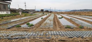 조성현님의 양파 · 영농일지 작성글 사진