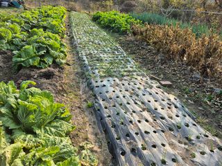 이준영님의 기타작물 · 영농일지 작성글 사진