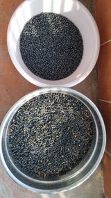 팜모닝 기타작물·영농일지 게시글 이미지