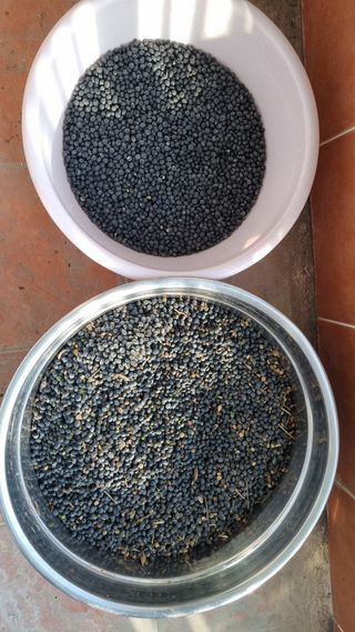 김지철님의 기타작물 · 영농일지 작성글 사진