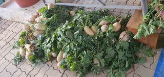 박상중님의 배추 · 영농일지 작성글 사진