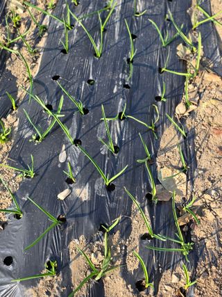 박용열조물주님 님의 양파 · 영농일지 작성글 사진