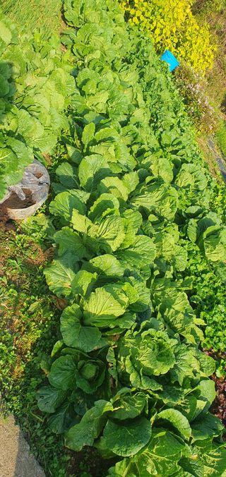 김영진님의 배추 · 영농일지 작성글 사진