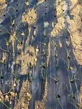 팜모닝 양파·영농일지 게시글 이미지