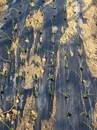 박용열조물주님 님의 양파 · 영농일지 작성글 사진