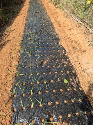 체리123님의 마늘 · 영농일지 작성글 사진