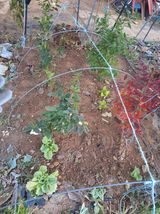 팜모닝 블루베리·영농일지 게시글 이미지