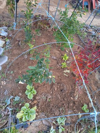 코알라님의 블루베리 · 영농일지 작성글 사진