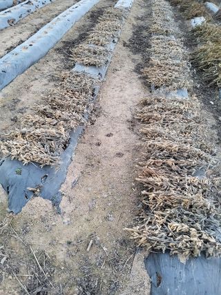 전만근님의 콩 · 영농일지 작성글 사진