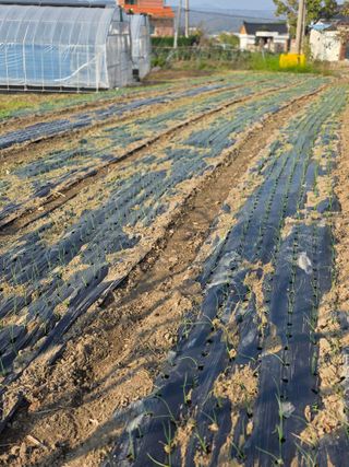 박용열조물주님 님의 양파 · 영농일지 작성글 사진