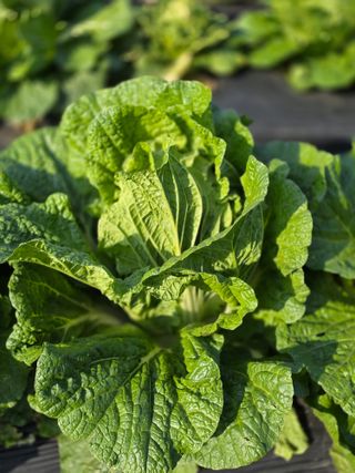 박용열조물주님 님의 양파 · 영농일지 작성글 사진